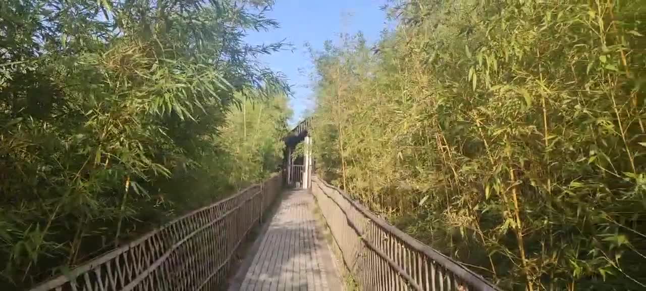 Bamboo forest wind sky is beautiful