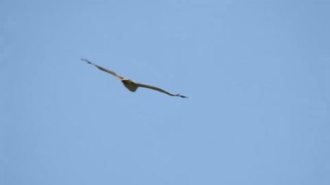 Filming a hawk over Grunthal