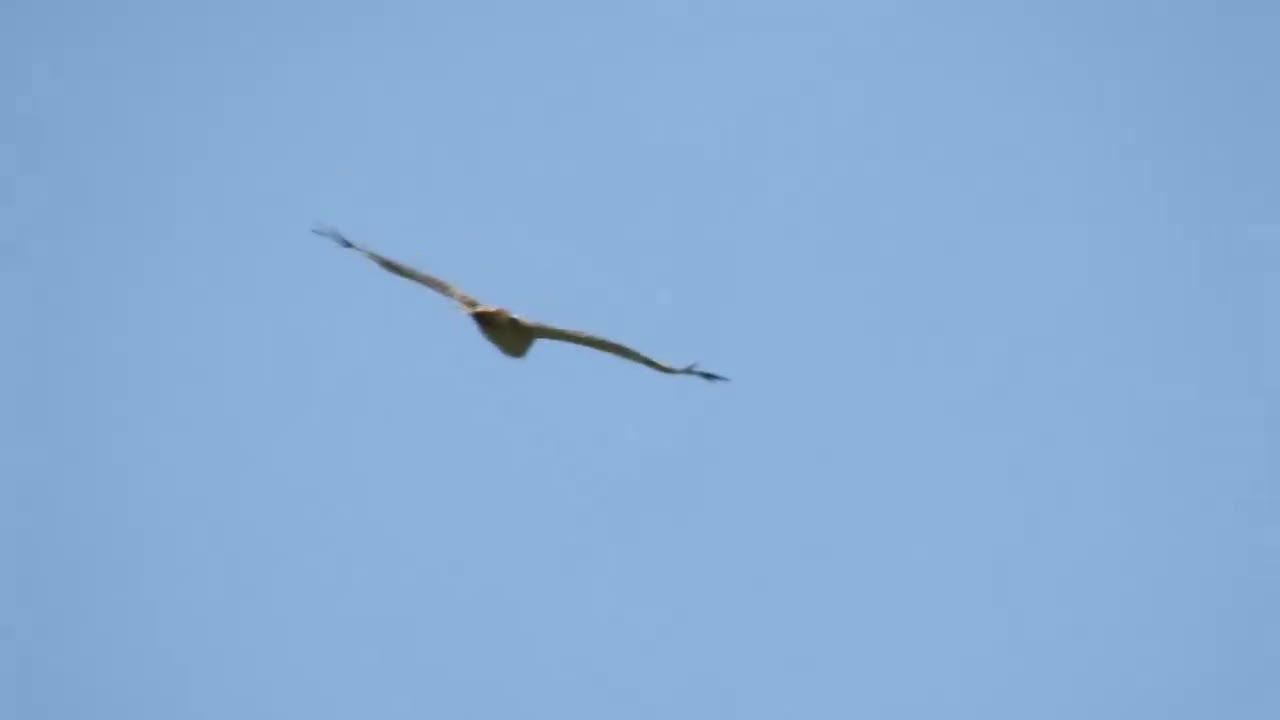 Filming a hawk over Grunthal