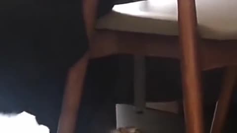 A persistent dog and a stubborn cat!