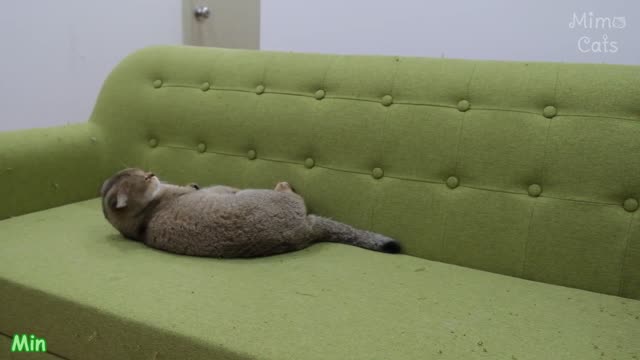 Funny Cats vs Money Heist