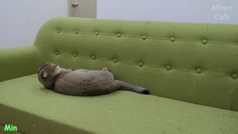 Funny Cats vs Money Heist