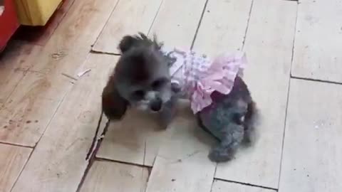 A day in the life of a teddy