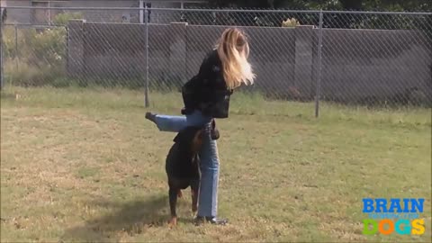 How to train your dogs