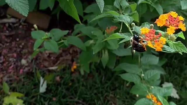 Slomo 🐝 Bee on Lantana