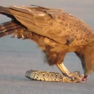 The eagle eats the insides of a living snake.