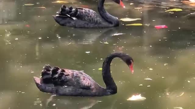 Ducks swimming