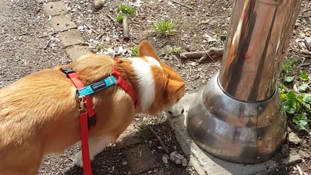 Dad and Welsh Corgi's son.