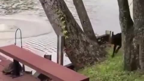 Heartbreaking video, two dogs panic and save their owner