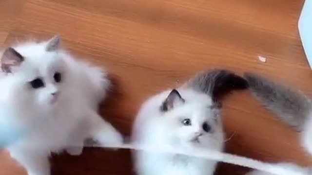 Cute Cat gang Compilation Funny Video 2022 😍😂🤣