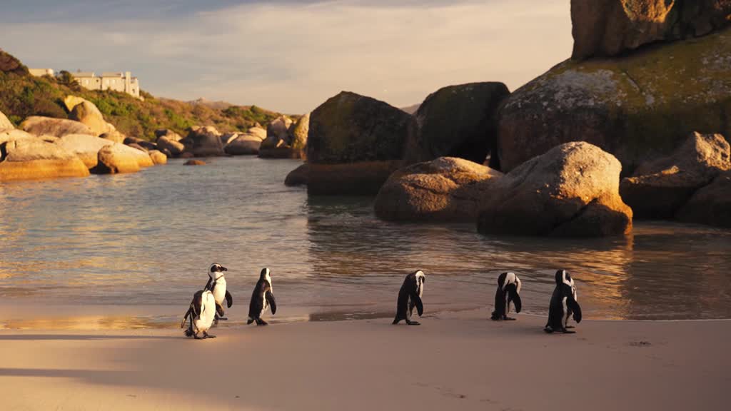 Why can't penguins fly?