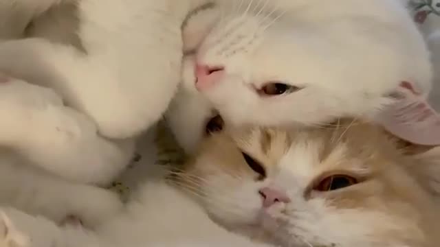 The Cuteness💖💖💖