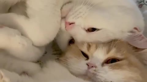 The Cuteness💖💖💖