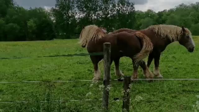 Beautiful Country side in Ghent, Belgium