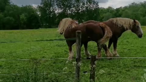 Beautiful Country side in Ghent, Belgium