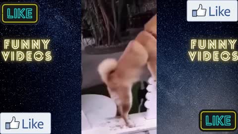 Funny dog playing