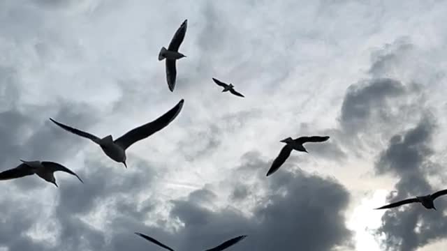 slow-motion-of-flying-birds-