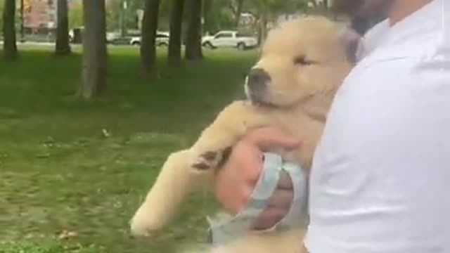 I Love Pets - Funny Pets Video Clips #Funny Pets