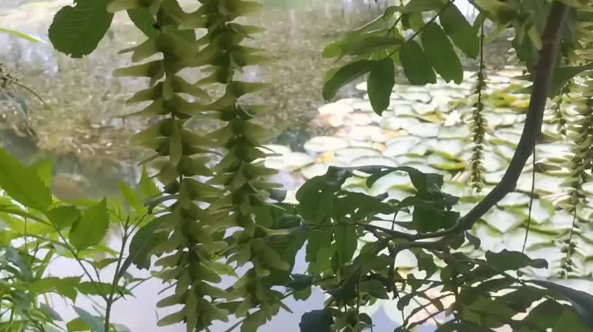 wicker by the pond