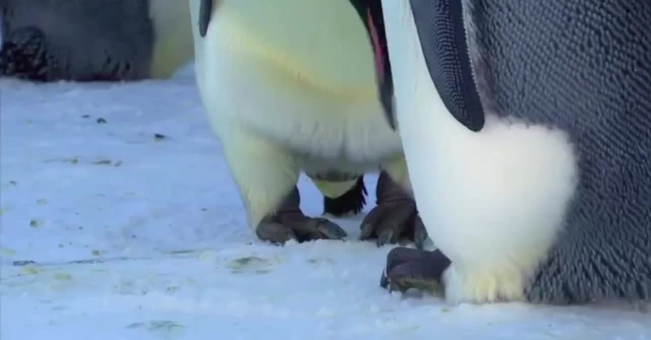 Emperor penguin laying her egg without touching the ice