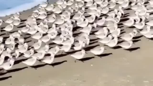 Duck