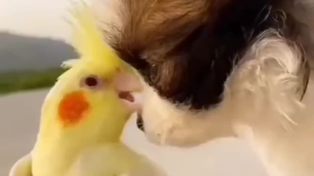 Cute Dog and Bird love