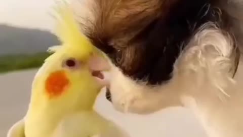 Cute Dog and Bird love