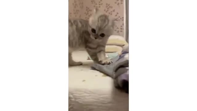 OMG So Cute - Baby Cats Best Cute and Funny Cat Videos