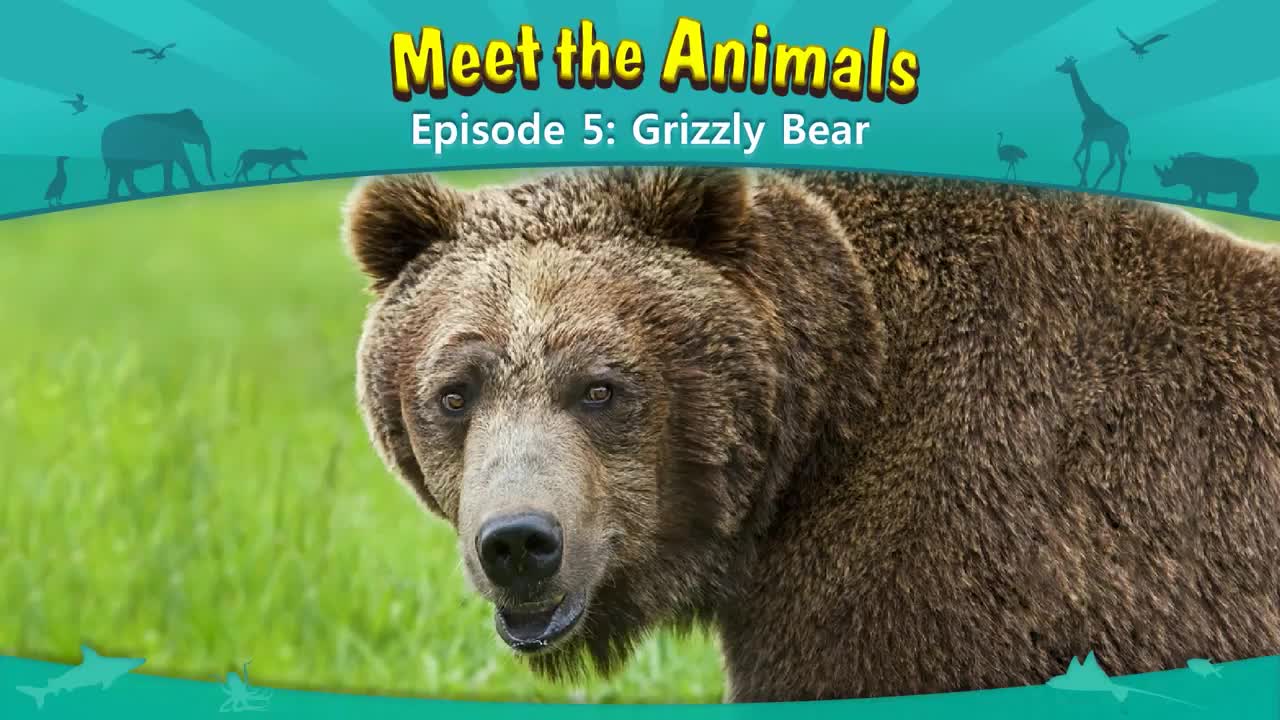 Meet the Animals | Grizzly Bear | Wild Animals | Stories for Kindergarten