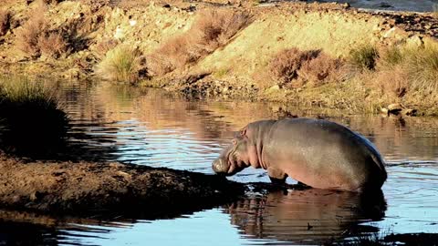 A Hippopotamus Taking A Nap In The Water