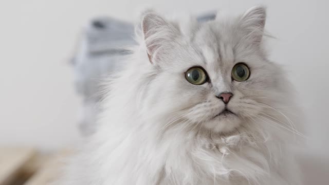 A Persian White Cat Looking Confused.