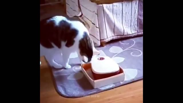 Funniest Cats 😹- Best Of The 2022 Funny Cat Videos 😂- Funny Cats HD