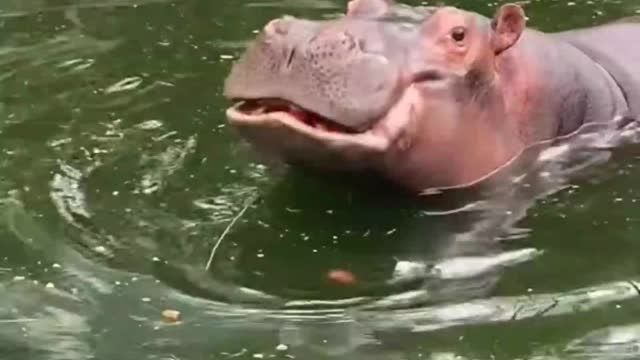 Hippos inhabit rivers, lakes, and mangrove swamps.