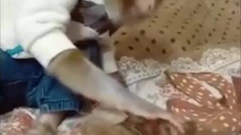 funny monkey reaction Monkey care other animal