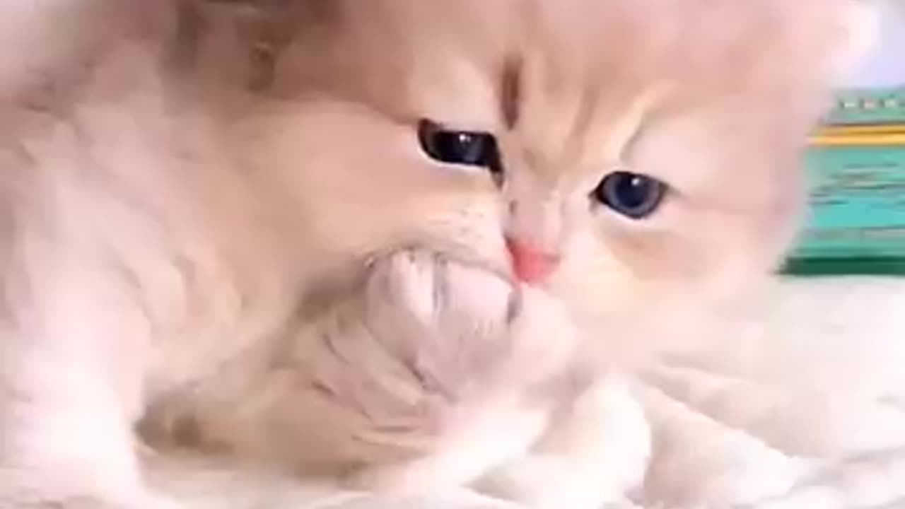 Kitten_meow_meow_😍😱🙈
