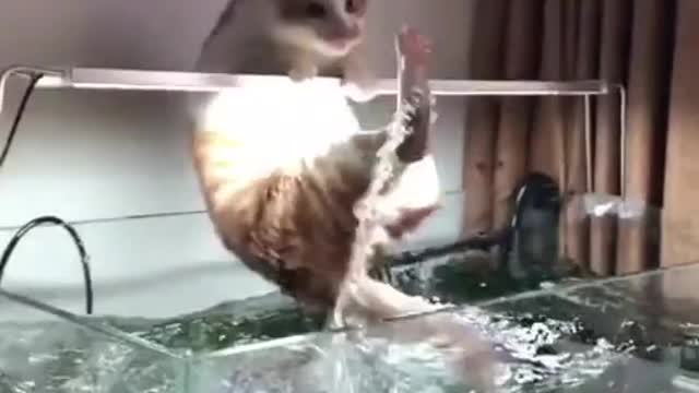 the cat fell into the aquarium and began to sing