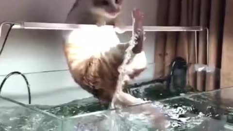 the cat fell into the aquarium and began to sing