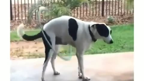 funny animals video