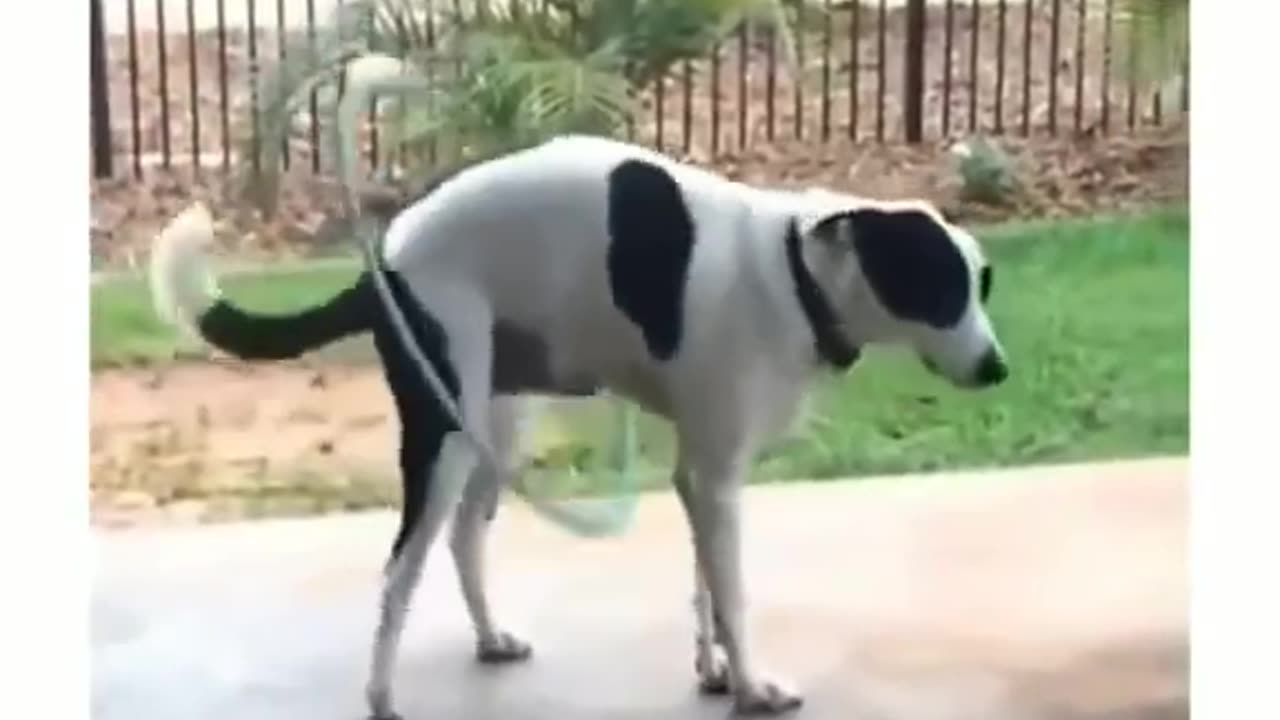 funny animals video