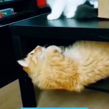 Mischievous Orange Cat