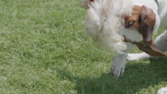dog-on-leash-playing-with-toy-