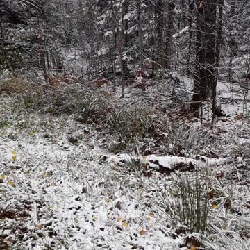 Elk crossing in northern Wisconsin The Chippewa River 10/15/22