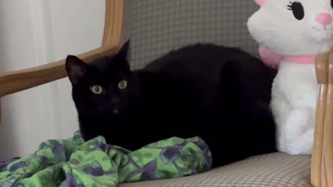 Cute Precious Piper is on the Alert - Adopting a Cat from a Shelter Vlog