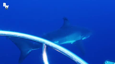 White Shark almost killed me!