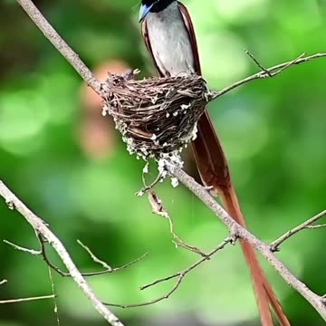 Flying out of a Small Nest with Chicks.