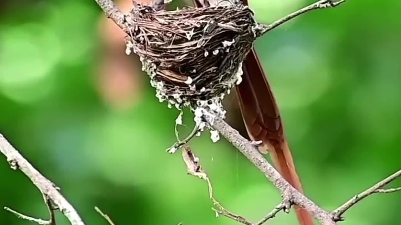 Flying out of a Small Nest with Chicks.