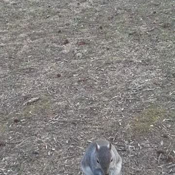 Coco gets Sun Flower seeds on her birthday!