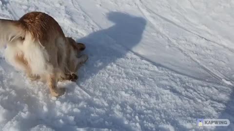 Doggy is snowboarding