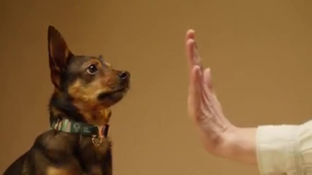 cute dog high fives man