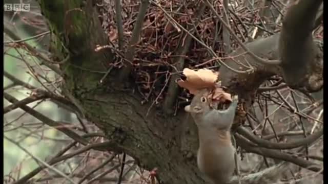 Baby Squirrels Nesting | Wildlife On One | BBC Earth